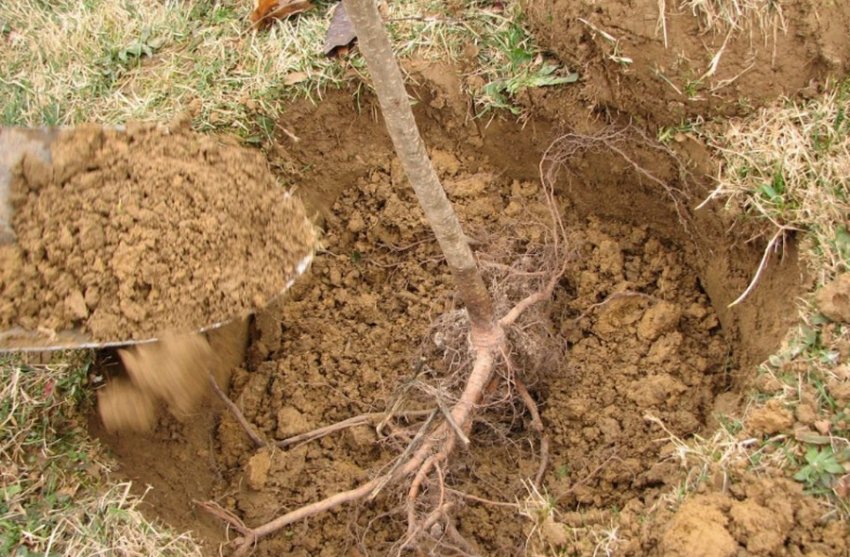 Посадка грушевого дерева Посадка грушевого дерева