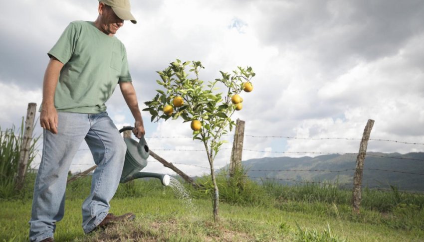 Полив груші Полив груші