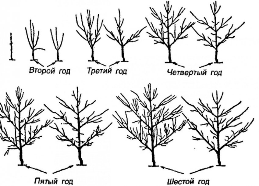 Обрізання груші Обрізання груші