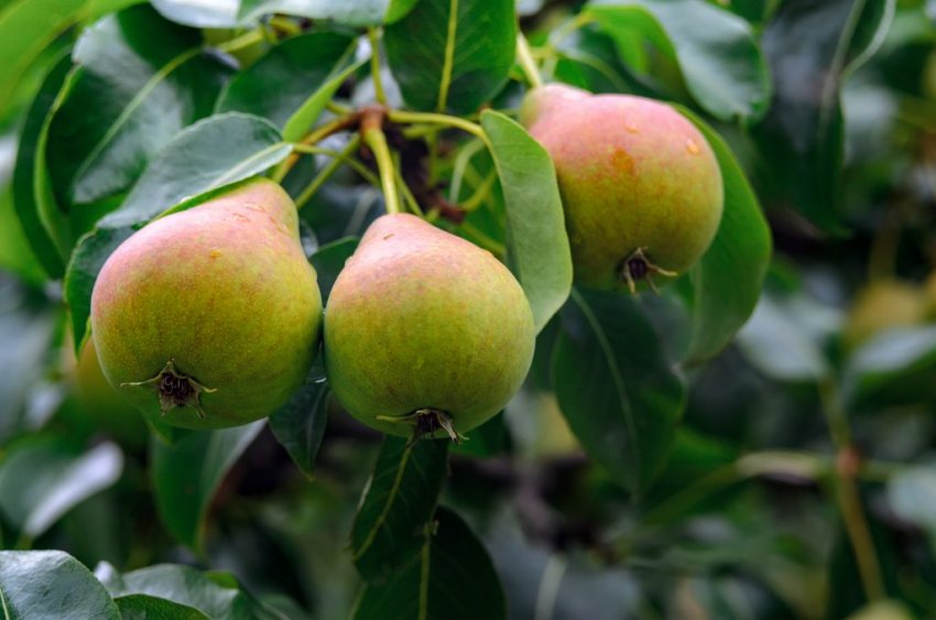 Груша Улюблениця Яковлєва