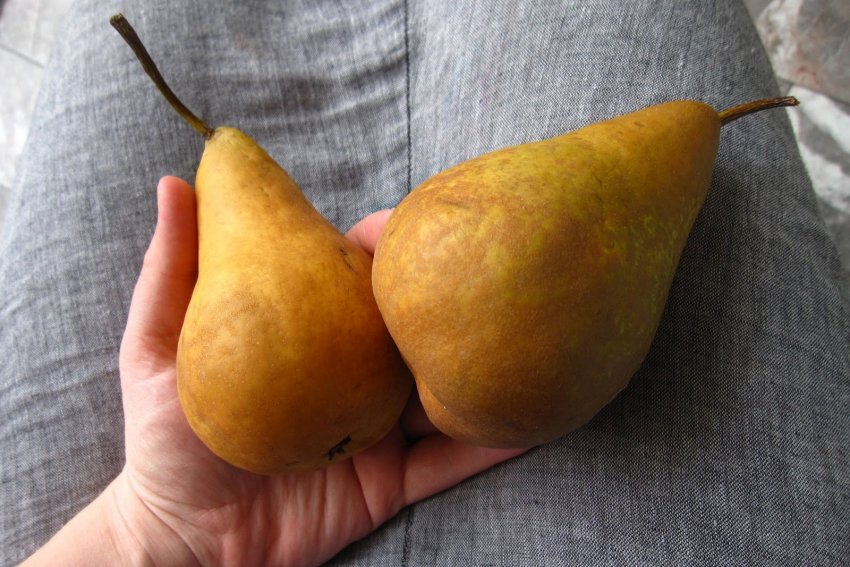 Груша Бере Боск