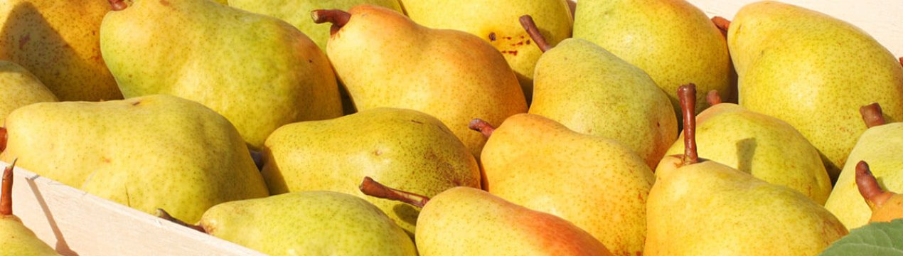 Особливості зберігання груш на зиму в домашніх умовах