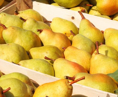 Особливості зберігання груш на зиму в домашніх умовах