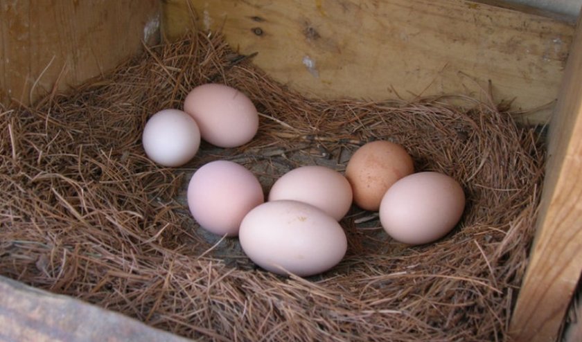 Яйца для вылупления цыплят