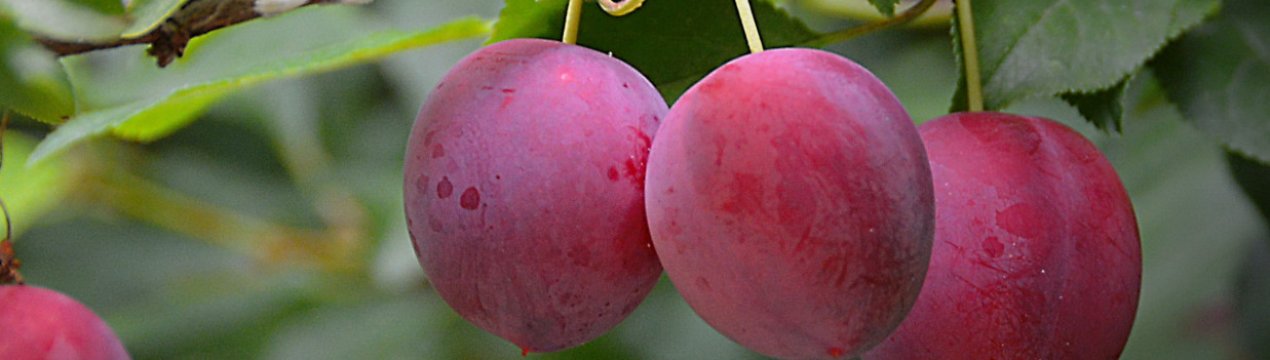 Способи розмноження сливи, посадка і подальший догляд