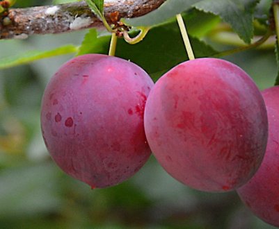 Способи розмноження сливи, посадка і подальший догляд