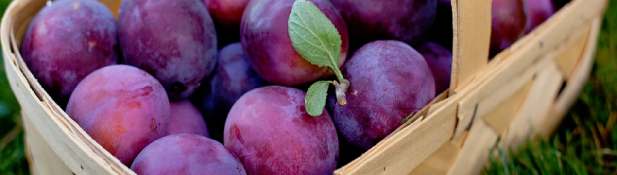 Опис, особливості вирощування та догляду за сливою Волзька красуня