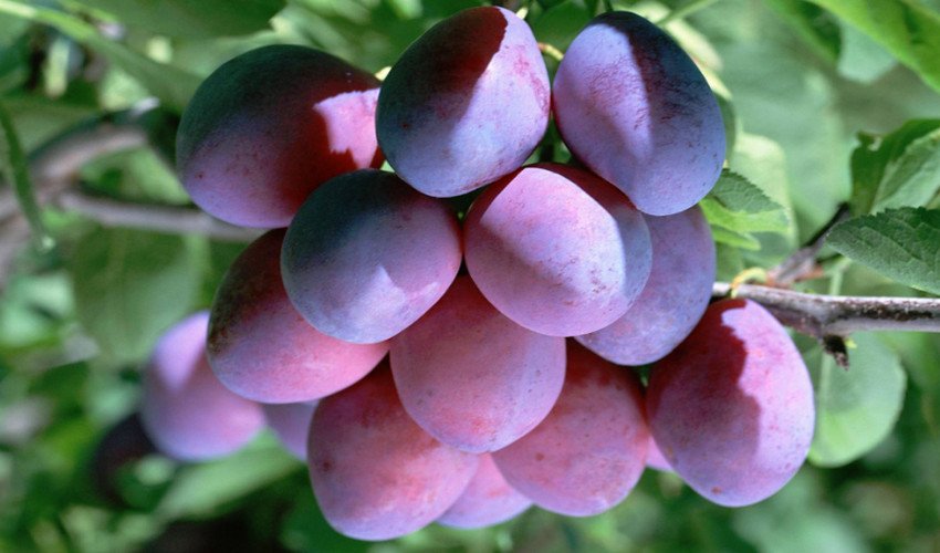 Зливу Волзька красуня