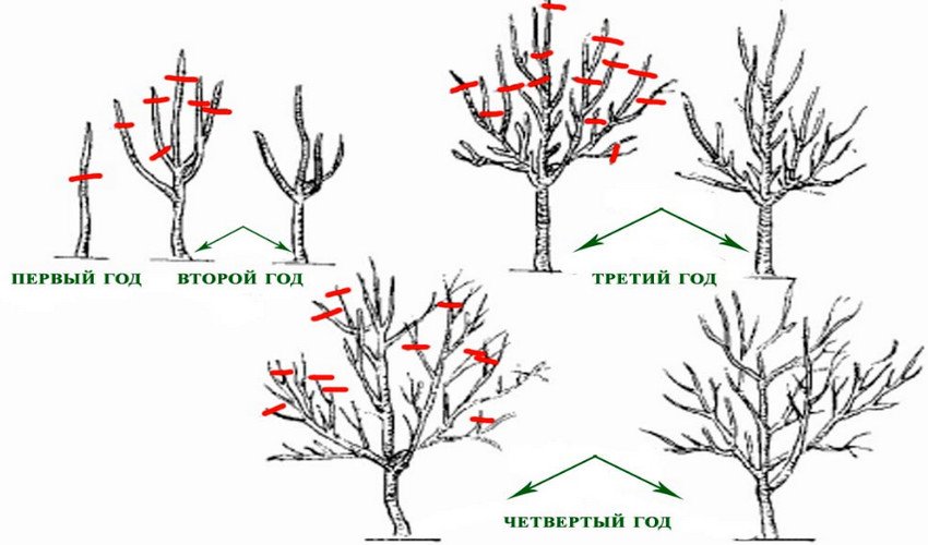 Схема обрезки сливы