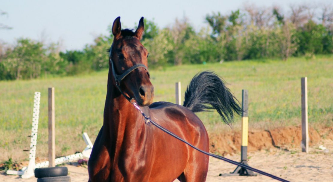 Сайт horse. Гнедая кобыла ВОВ. Самурай на гнедой лошади. Гнедая лошадь в манеже. Гнедая лошадь в сбруе в полный рост Скрупа.