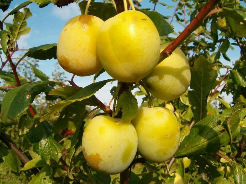 Зливу Ренклод жовтий Зливу Ренклод жовтий