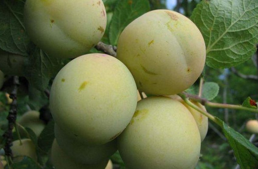 Зливу Ренклод білий Зливу Ренклод білий