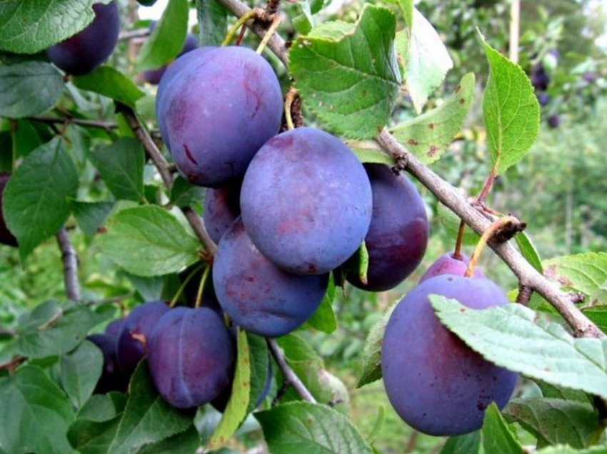 Зливу Ренклод Альтана Зливу Ренклод Альтана