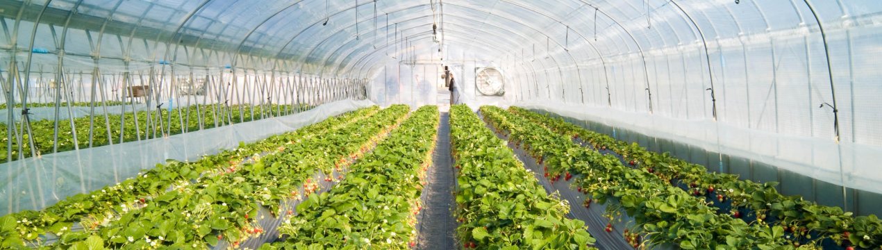 Вчені створили спеціальну теплицю для фермерів з «непростих» регіонів