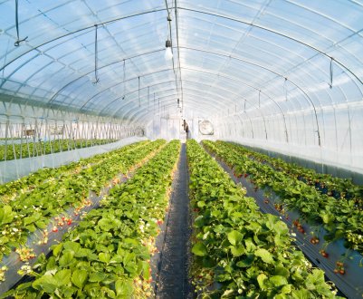 Вчені створили спеціальну теплицю для фермерів з «непростих» регіонів