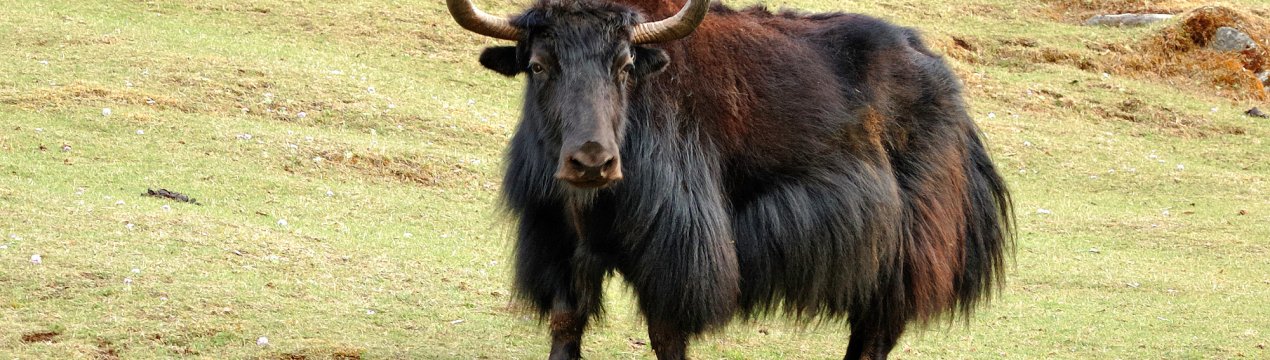 Бурятський м'ясник ховає яків в банки