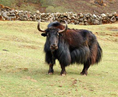 Бурятський м'ясник ховає яків в банки