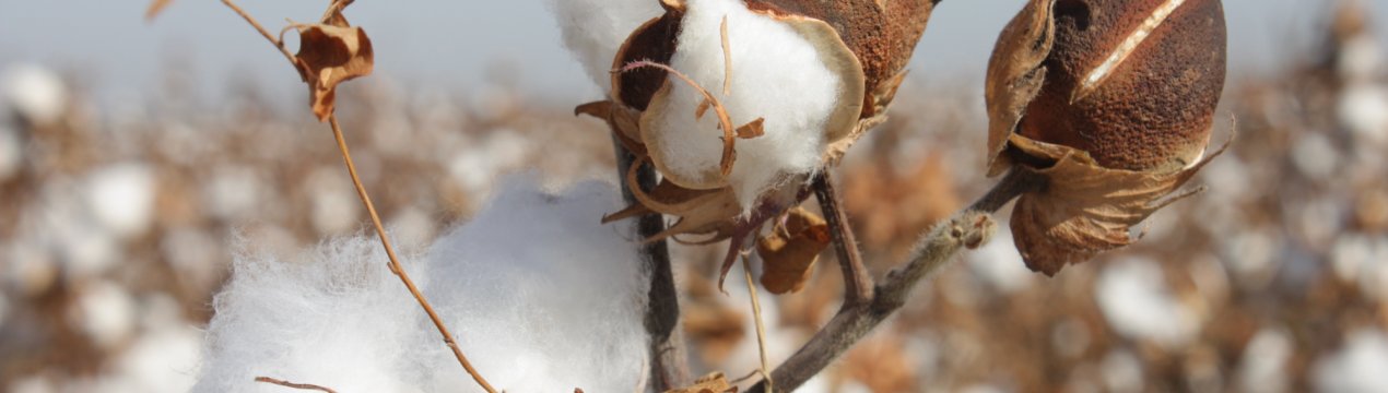 Ставропольські аграрії мають намір воскресити прибуткове вирощування бавовнику