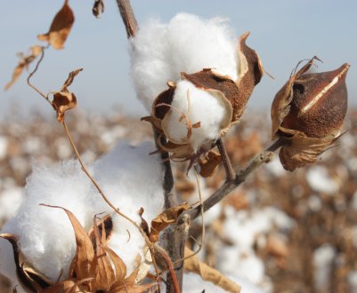 Ставропольські аграрії мають намір воскресити прибуткове вирощування бавовнику