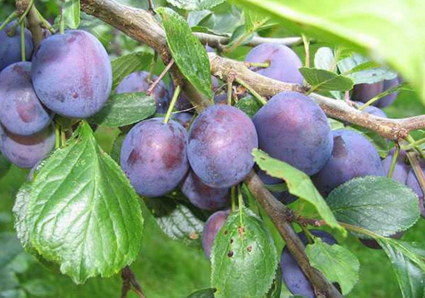 Зливу Ренклод Тамбовський Зливу Ренклод Тамбовський