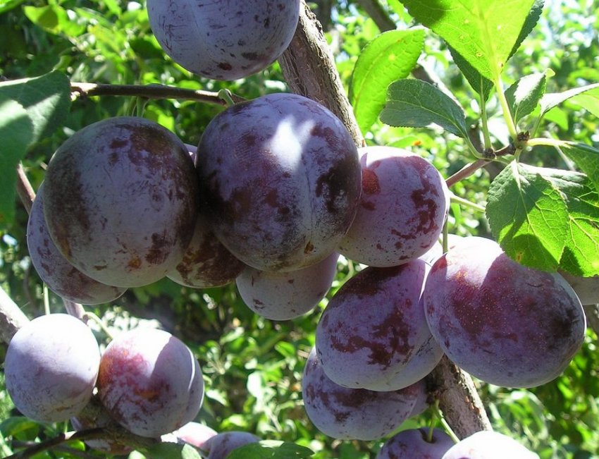 Зливу Ренклод Мічурінський Зливу Ренклод Мічурінський