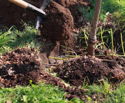 Особливості пересадки сливи на нове місце