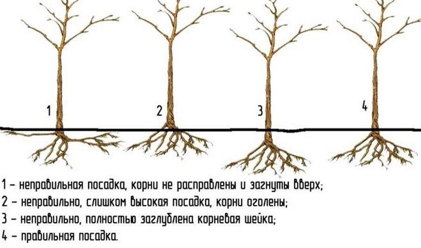 Правильная посадка груши