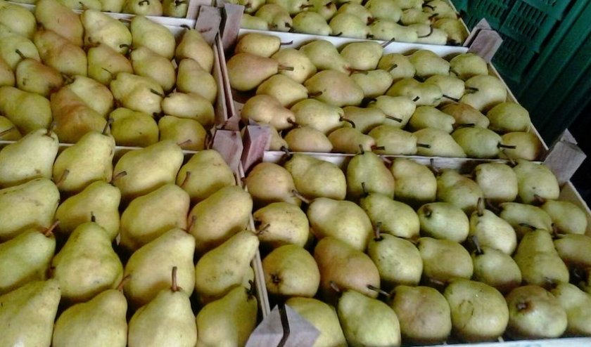 Хранение груши в ящиках Хранение груши в ящиках