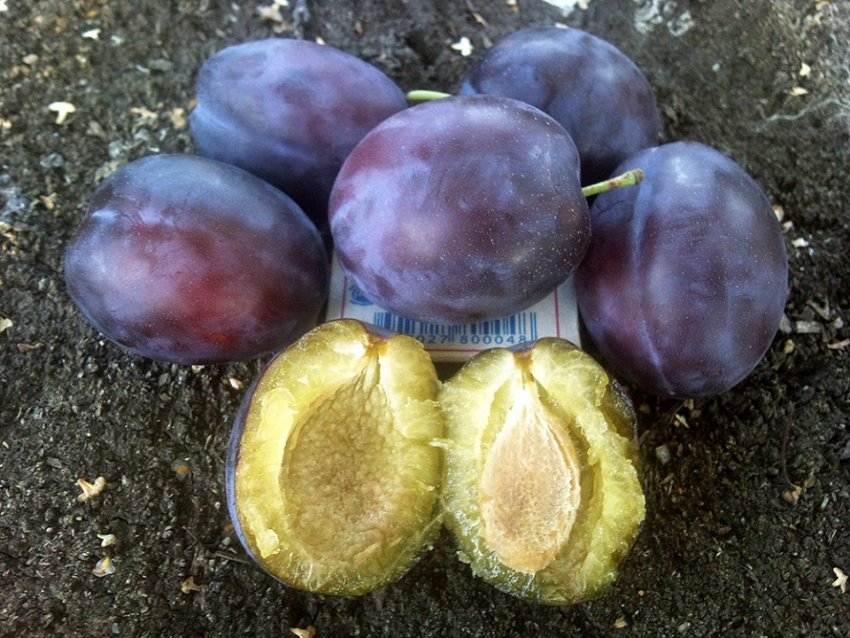 Зливу ТОП гігант