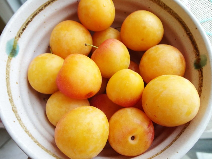 Зливу Помаранчевий гігант