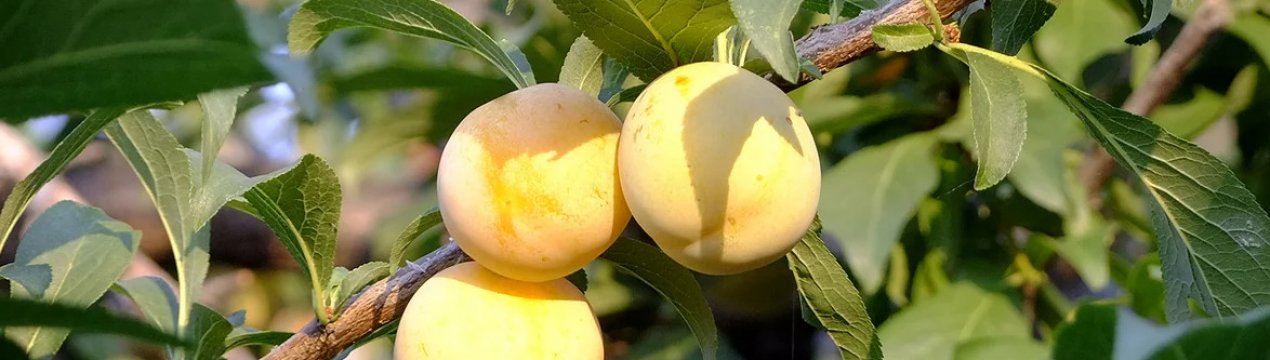 Особливості вирощування сливи в Сибіру