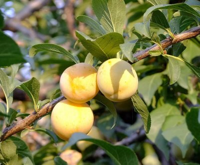 Особливості вирощування сливи в Сибіру