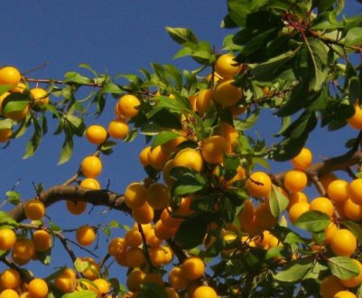 Особливості вирощування та догляду за китайською сливою