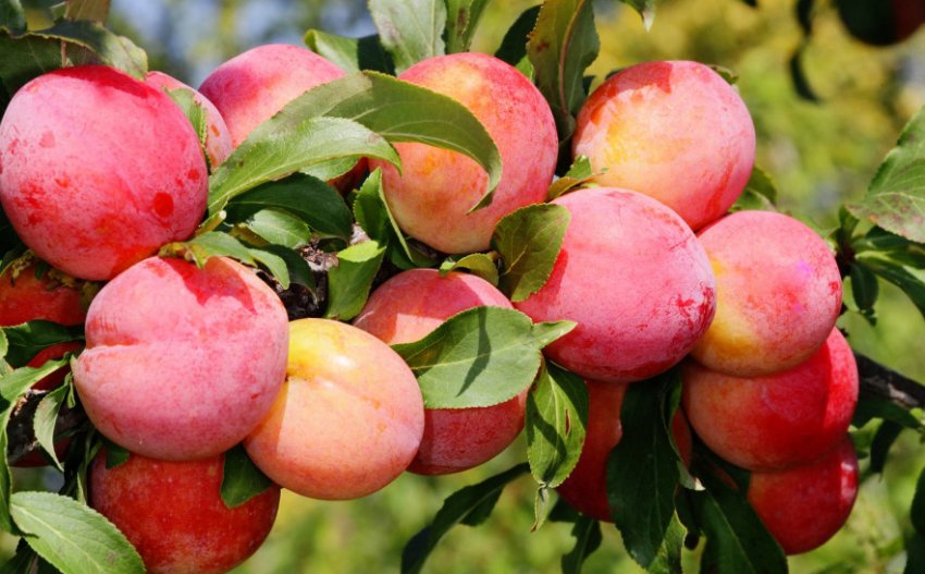 Китайська слива