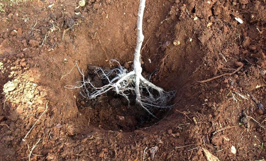 Висаджування саджанців сливи