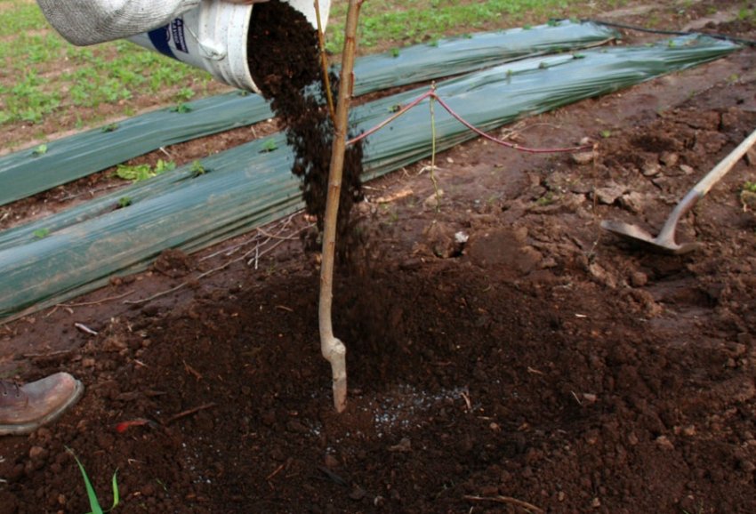 Мульчування сливи