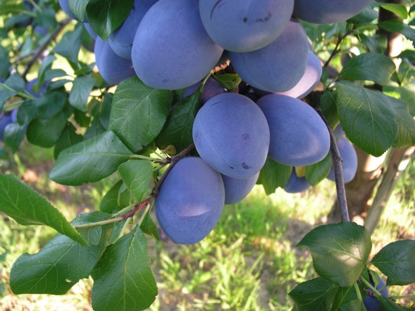 Сливи Синій гігант