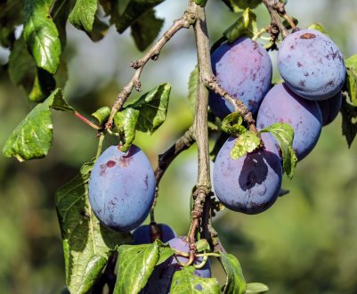 Опис і характеристика великоплідної сливи сорту Гігант