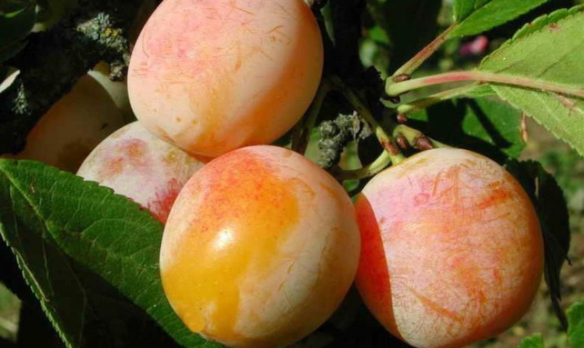 Зливу Суперіор