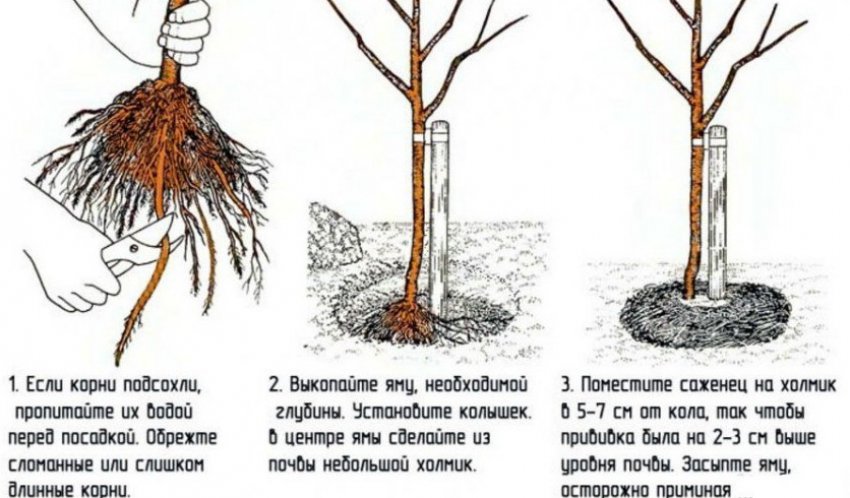 Посадка сливи