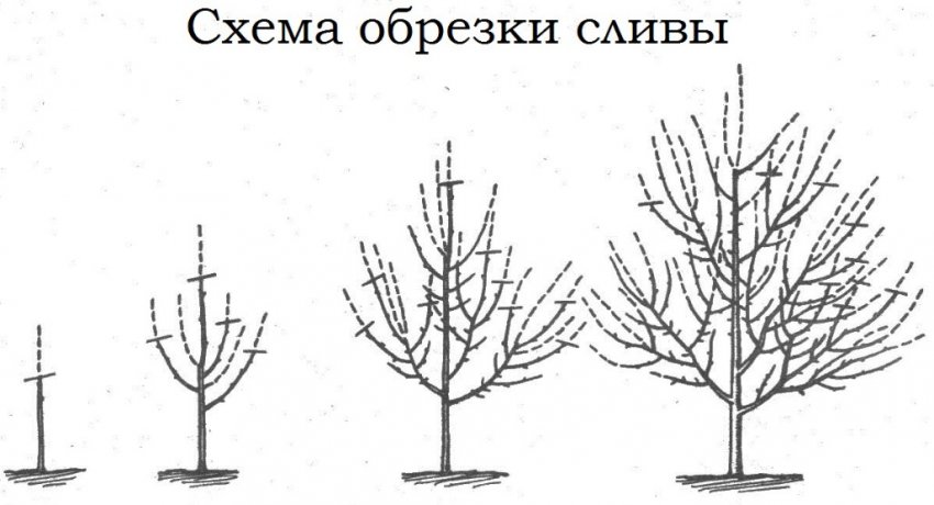 Обрізка сливи