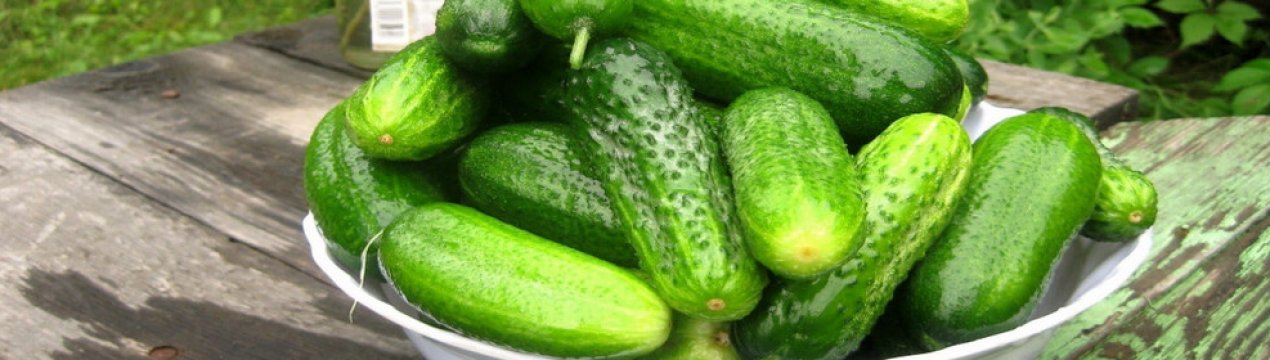 Як правильно вирощувати огірки в парнику