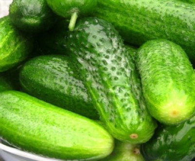 Як правильно вирощувати огірки в парнику