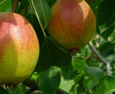 Особливості сорту груші Красуля