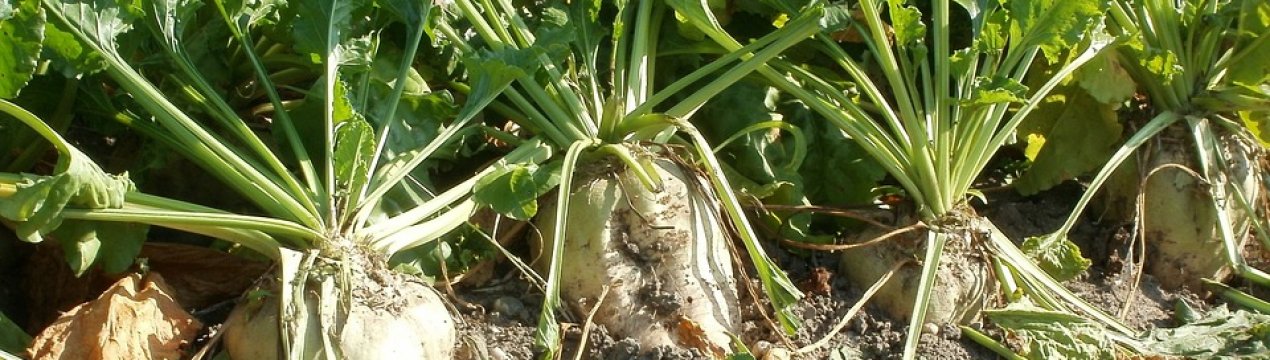 Цукрових буряків в Україні стане менше. Аграрії зменшують посівні площі