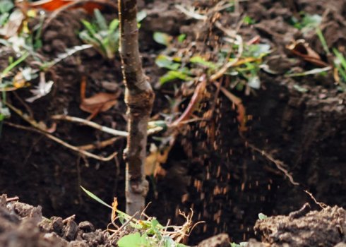 Особливості посадки вишні восени