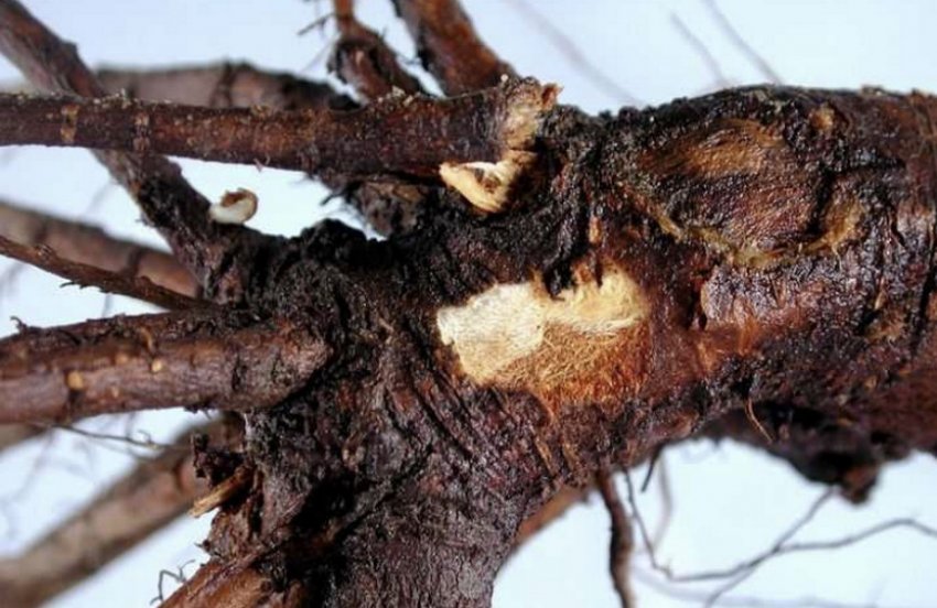Коренева гниль сливи Коренева гниль сливи