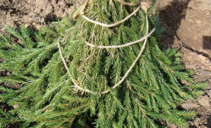 Утеплення хвойним лапником