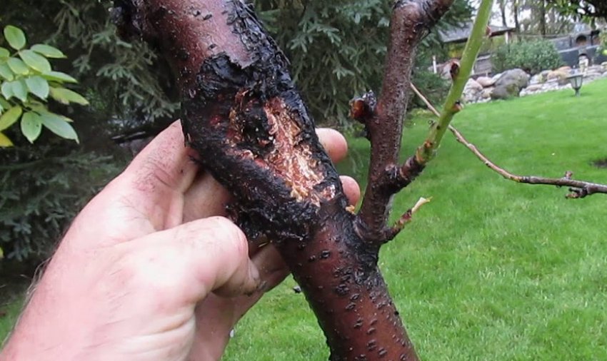 Стовбурова гниль