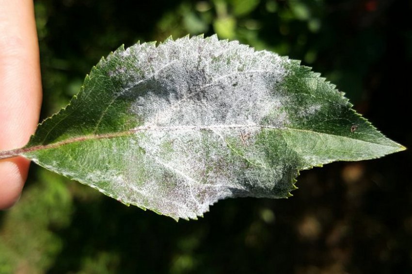 Борошниста роса